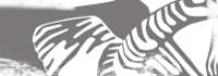bighorn