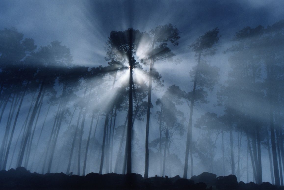 forest